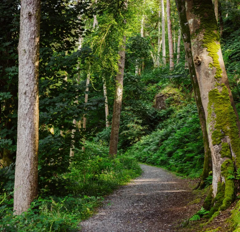 Un sentier forestier serpentant entre les arbres.